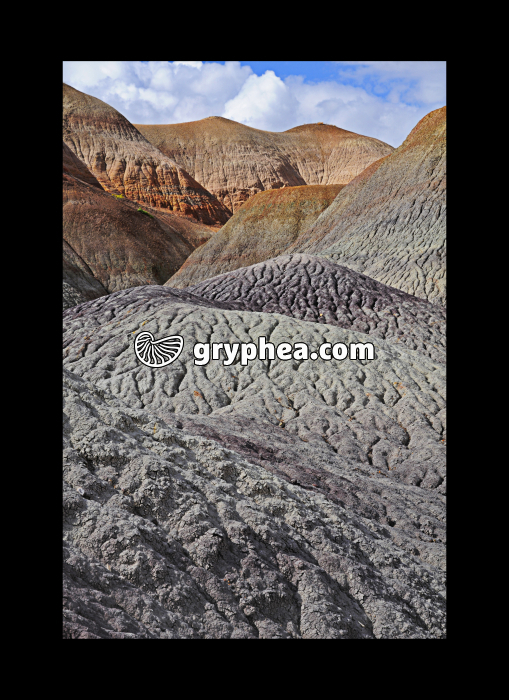 Petrified forest (Petrified forest NP, Arizona, USA) - gryphea.com